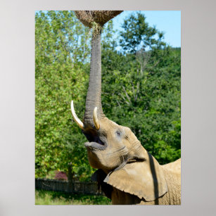 Affiche Un éléphant africain avec coffre-fort carte postal