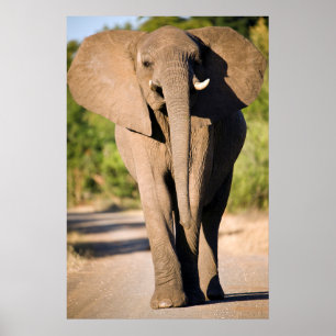 Affiche Un éléphant d'Afrique (Loxodonta Africana) marche