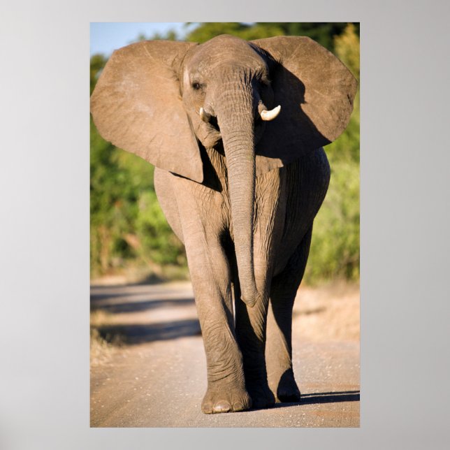 Affiche Un éléphant d'Afrique (Loxodonta Africana) marche (Devant)