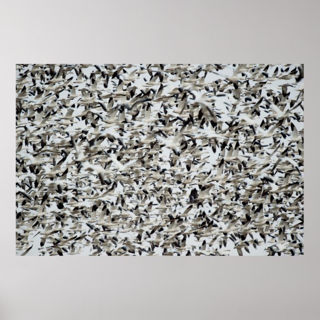 AFFICHE UN ÉNORME FLOC DENSE D'OEUVRE DE NEIGE S'ENSEMBLE  (Devant)