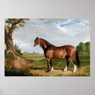 Affiche Un étalon Clydesdale