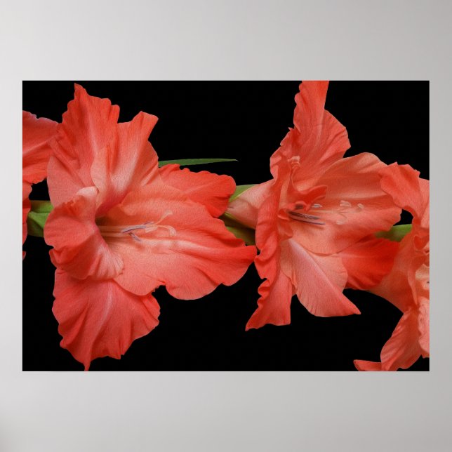 Affiche un gladiola rose (Devant)