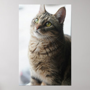 Affiche Un Gros Plan D'Un Chat Assis Sur Une Fenêtre