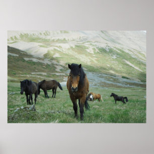 AFFICHE UN GROUPE DE CHEVAUX SUR UNE PÂTE DE MONTAGNE