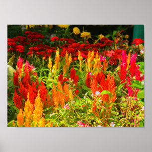 Affiche Un groupe de Prince Of Wales Feathers