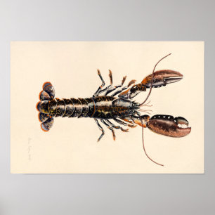 Affiche Un homard de Solva