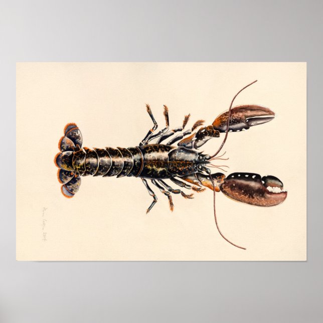 Affiche Un homard de Solva (Devant)