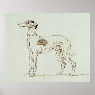 Affiche Un hound gris, face gauche (stylo et encre sur pap