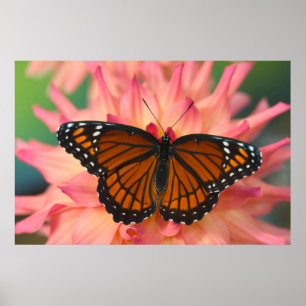Affiche Un imitateur du monarque papillon