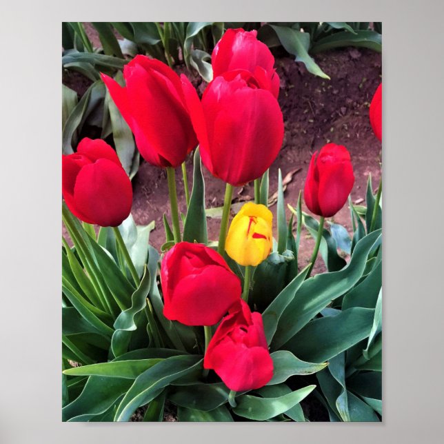Affiche Un Jaune aux tulipes rouges (Devant)