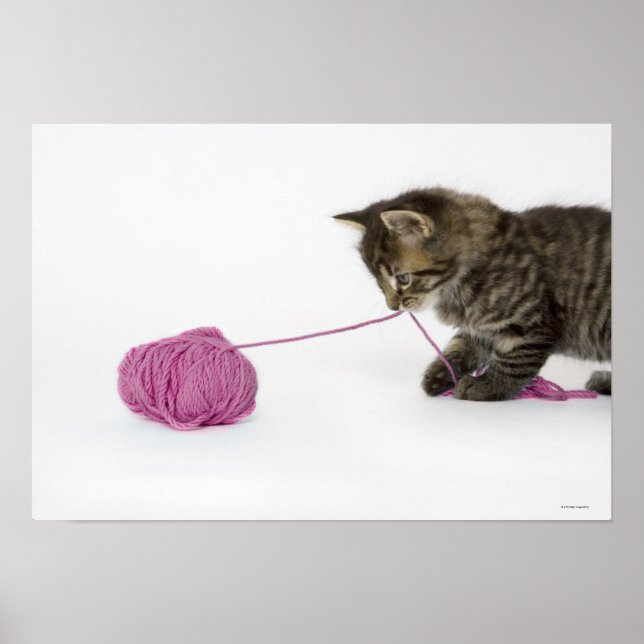Affiche Un jeune chaton tabby en train de jouer (Devant)