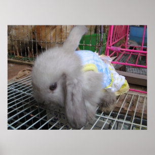 Affiche Un lapin en robe  かわいい  幸せ