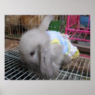 Affiche Un lapin en robe か わ い い 幸 せ