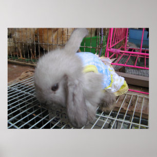 Affiche Un lapin en robe か わ い い 幸 せ