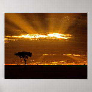 Affiche Un lever de soleil ouvert sur le Masai Mara