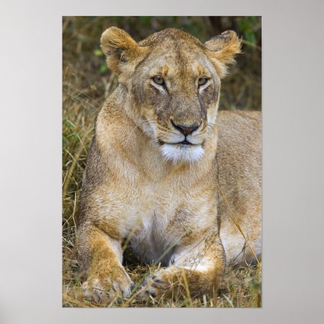 Affiche Un lion assis dans la haute herbe du Maasai (Devant)