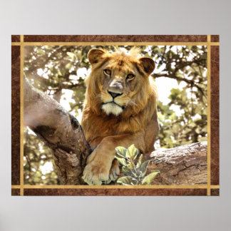 Affiche Un lion dans un arbre photo