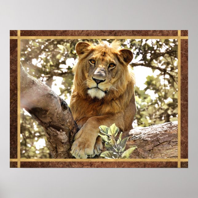 Affiche Un lion dans un arbre photo (Devant)
