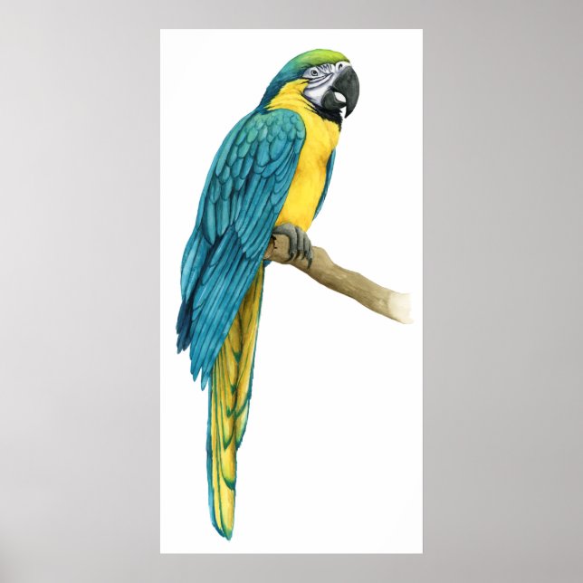 Affiche Un Macaw Turquoise (Devant)