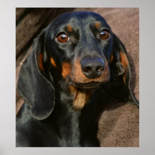Affiche Un magnifique portrait d'animal de dachshund