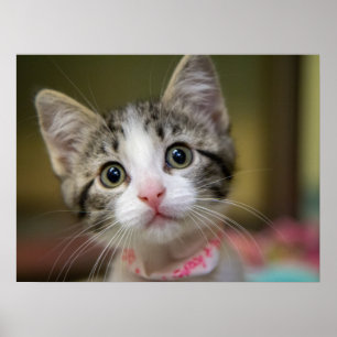 Affiche Un mignon chaton aux yeux verts