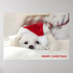 Affiche Un mignon chien blanc dans un Casquette de Noël ro