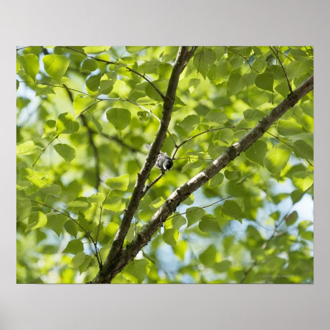 Affiche Un oiseau sur le bouleau blanc japonais.(Parus ate (Devant)