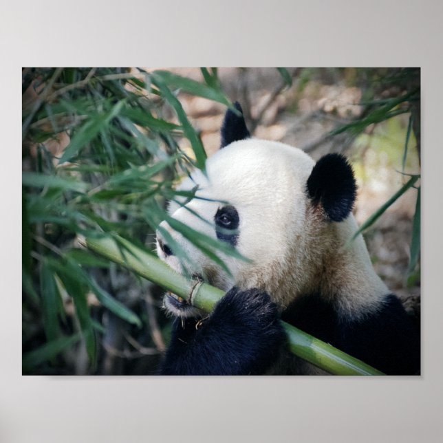 Affiche Un ours de panda mange du bambou (Devant)