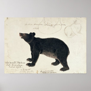 Affiche Un ours noir asiatique, "Ursus Tibetanus "