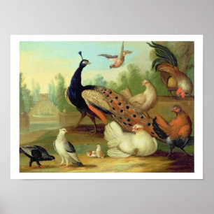 Affiche Un paon, colombes, poulets et un geai en parc
