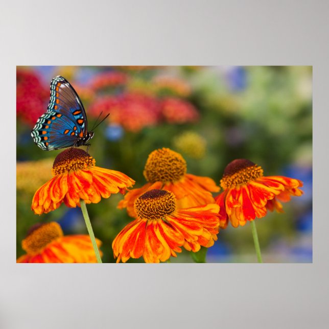 Affiche Un Papilio troilus, Papilio troilus (Devant)