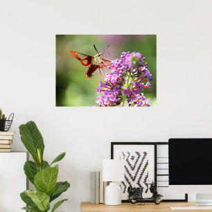 Affiche Un papillon de nuit sur un papillon