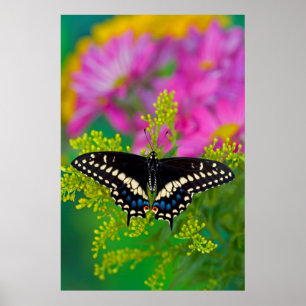 Affiche Un papillon Machaon se pose