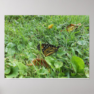 Affiche Un papillon monarque