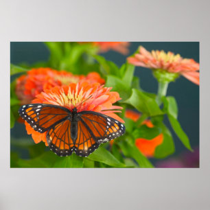 Affiche Un papillon Monarque sur des zinnias orange
