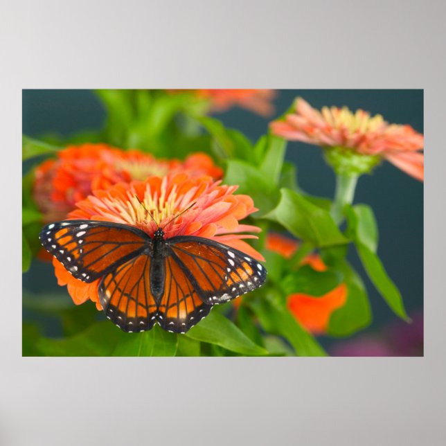 Affiche Un papillon Monarque sur des zinnias orange (Devant)