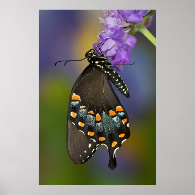 Affiche Un papillon sulfuré (Devant)