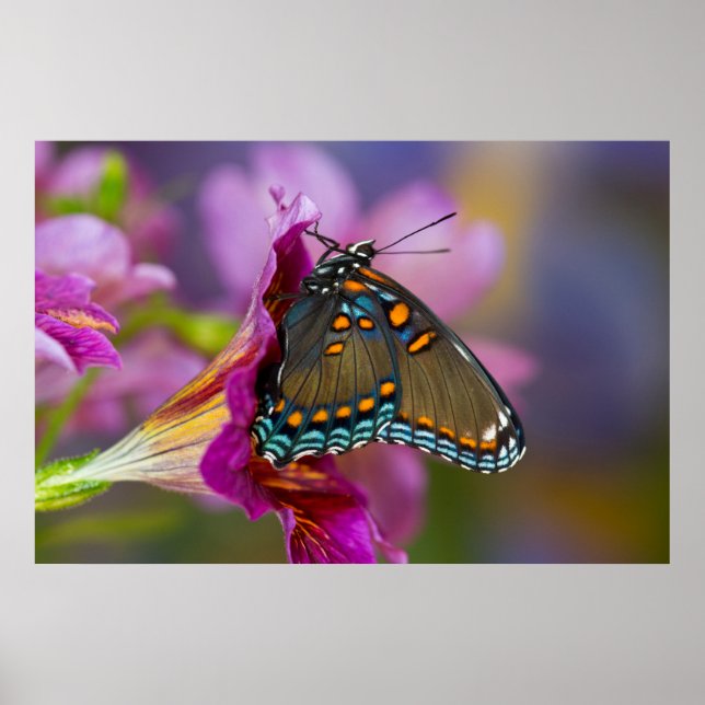 Affiche Un papillon swallowtail (Devant)