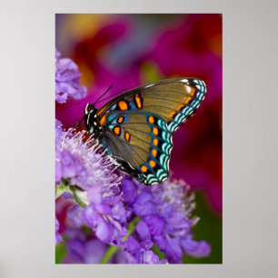 Affiche Un papillon swallowtail à épices