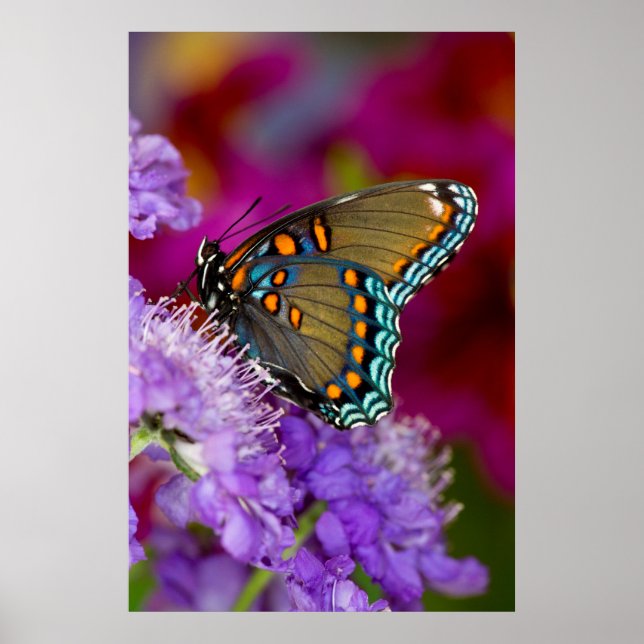 Affiche Un papillon swallowtail à épices (Devant)
