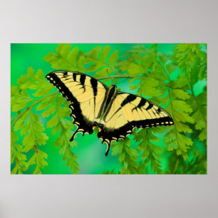 Affiche Un papillon swallowtail atterrissant