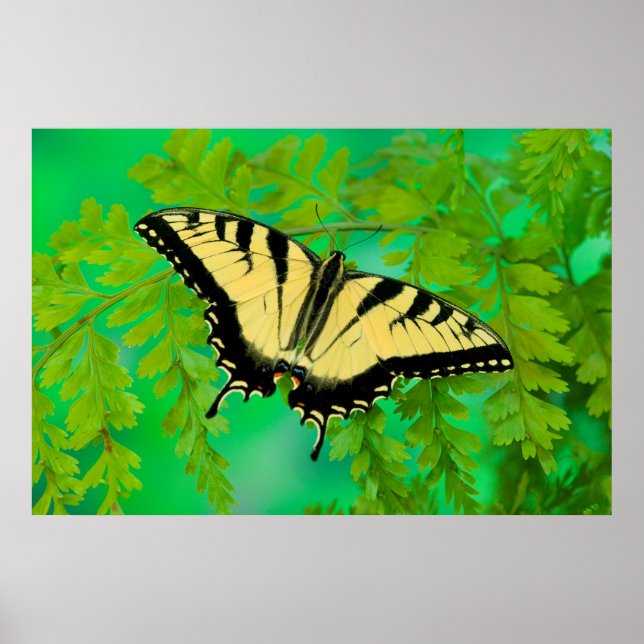 Affiche Un papillon swallowtail atterrissant (Devant)
