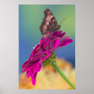 Affiche Un papillon swallowtail   Papilio Multicaudatus