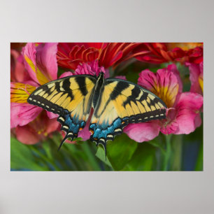 Affiche Un papillon swallowtail tigré