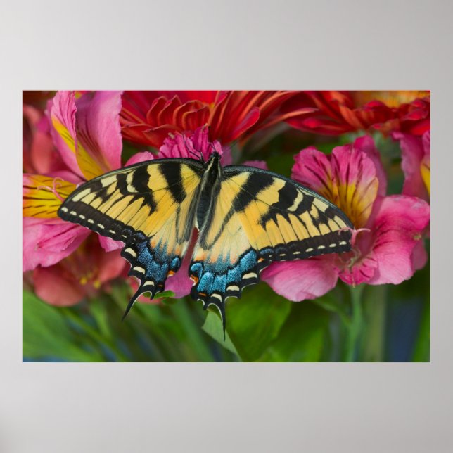 Affiche Un papillon swallowtail tigré (Devant)