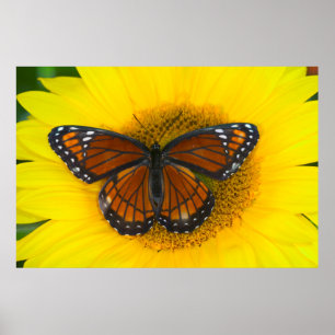Affiche Un papillon vice-roi Limenitis Archippus