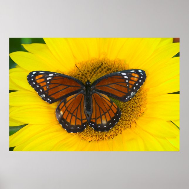 Affiche Un papillon vice-roi | Limenitis Archippus (Devant)