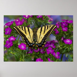 Affiche Un papillon vice-roi sur des fleurs rose foncé