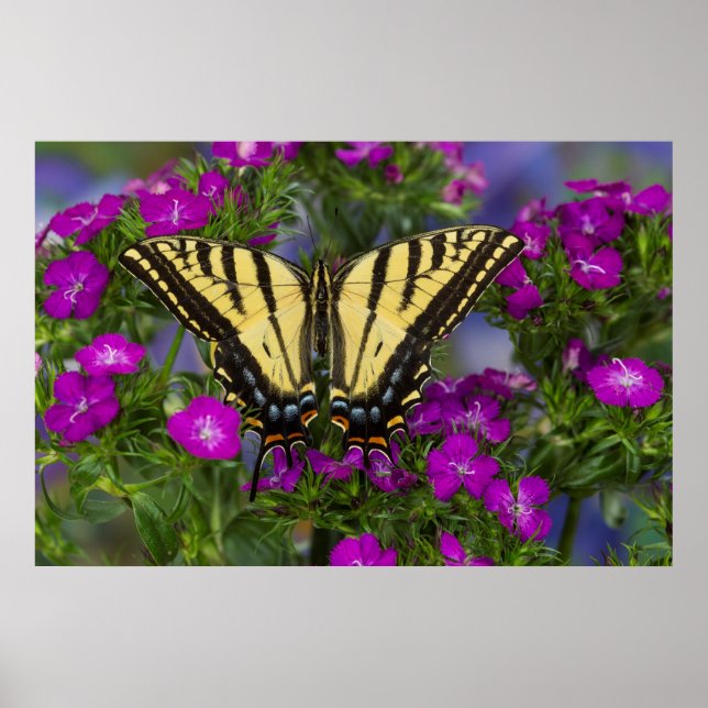 Affiche Un papillon vice-roi sur des fleurs rose foncé (Devant)