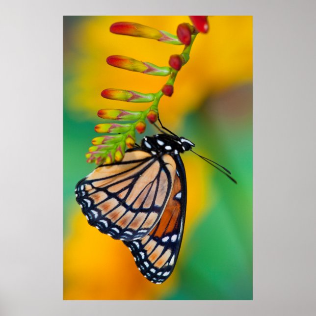 Affiche Un papillon Viceroy sur les fleurs (Devant)